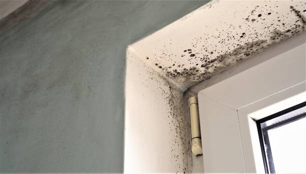 Best Mold Prevention Services  in Barberton, WA