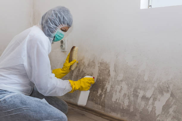 Mold Odor Removal Services in Barberton, WA