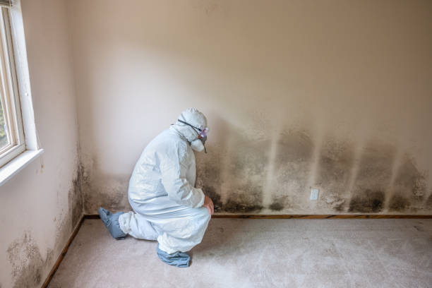 Best Basement Mold Removal  in Barberton, WA